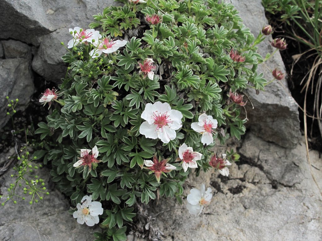 Potentilla nitida